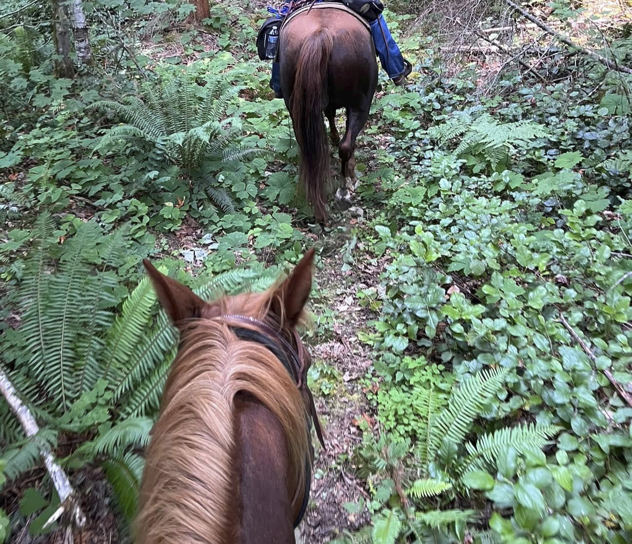 trailpic1